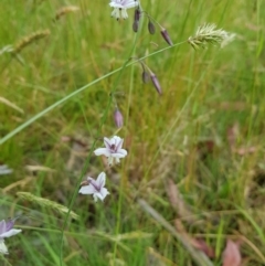 Arthropodium milleflorum (Vanilla Lily) at Tinderry, NSW - 14 Jan 2023 by danswell