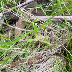 Wahlenbergia sp. at Tinderry, NSW - 14 Jan 2023 04:14 PM