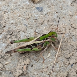 Oedaleus australis at Yass River, NSW - 16 Jan 2023