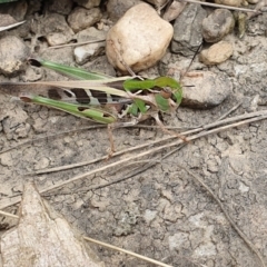 Oedaleus australis at Yass River, NSW - 16 Jan 2023