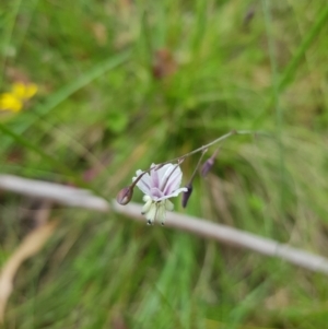 Arthropodium milleflorum at Tinderry, NSW - 14 Jan 2023 04:03 PM