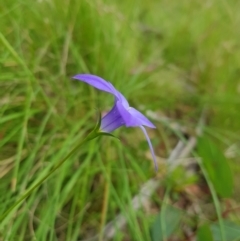 Wahlenbergia stricta subsp. stricta (Tall Bluebell) at Mt Holland - 14 Jan 2023 by danswell