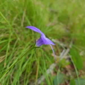 Wahlenbergia stricta subsp. stricta at Tinderry, NSW - 14 Jan 2023