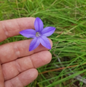 Wahlenbergia stricta subsp. stricta at Tinderry, NSW - 14 Jan 2023