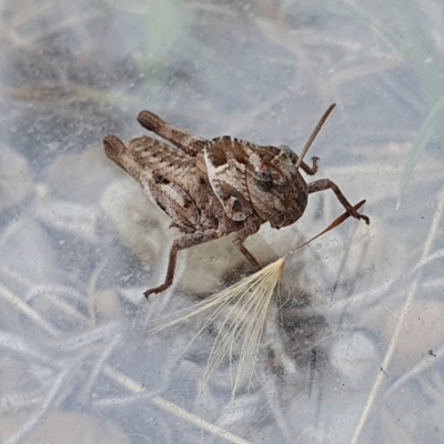 Gastrimargus musicus (Yellow-winged Locust or Grasshopper) at Rugosa - 15 Jan 2023 by SenexRugosus