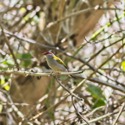 Neochmia temporalis (Red-browed Finch) at Bruce Ridge to Gossan Hill - 14 Jan 2023 by Trevor