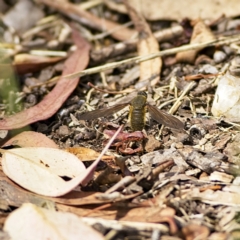 Comptosia sp. (genus) (Unidentified Comptosia bee fly) at Higgins, ACT - 15 Jan 2023 by MichaelWenke