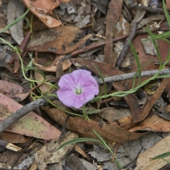 Convolvulus angustissimus (Pink Bindweed) at Higgins, ACT - 15 Jan 2023 by Trevor