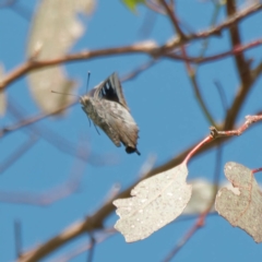 Ogyris genoveva at Ainslie, ACT - 16 Jan 2023 04:40 PM