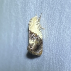 Hypertropha chlaenota (A Gelechioid moth) at Jerrabomberra, NSW - 15 Jan 2023 by SteveBorkowskis