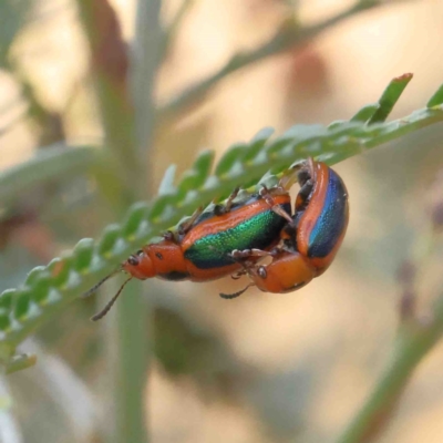 Calomela curtisi (Acacia leaf beetle) at O'Connor, ACT - 11 Jan 2023 by ConBoekel