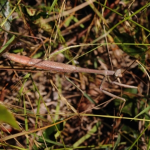 Archimantis sp. (genus) at O'Connor, ACT - 11 Jan 2023 10:20 AM