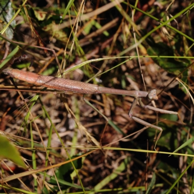 Archimantis sp. (genus) (Large Brown Mantis) at O'Connor, ACT - 10 Jan 2023 by ConBoekel