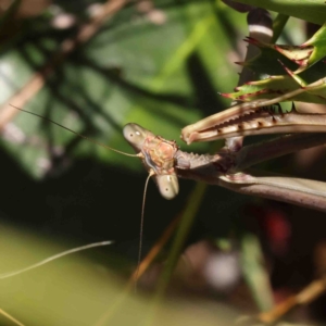 Archimantis sp. (genus) at O'Connor, ACT - 11 Jan 2023 10:20 AM