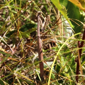 Archimantis sp. (genus) at O'Connor, ACT - 11 Jan 2023