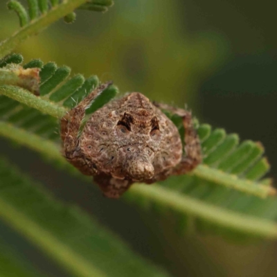 Dolophones turrigera (Turret spider) at O'Connor, ACT - 10 Jan 2023 by ConBoekel