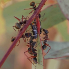 Eurymeloides bicincta (Gumtree hopper) at O'Connor, ACT - 11 Jan 2023 by ConBoekel