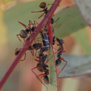 Eurymeloides bicincta at O'Connor, ACT - 11 Jan 2023