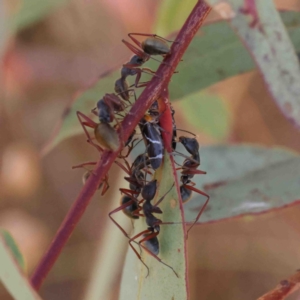 Eurymeloides bicincta at O'Connor, ACT - 11 Jan 2023