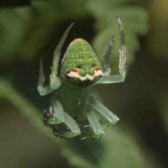 Araneus circulissparsus (species group) (Speckled Orb-weaver) at O'Connor, ACT - 10 Jan 2023 by ConBoekel