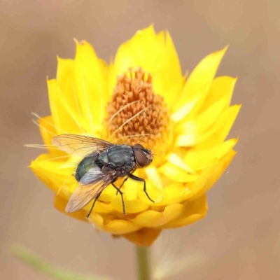 Lucilia sp. (genus) (A blowfly) at O'Connor, ACT - 11 Jan 2023 by ConBoekel