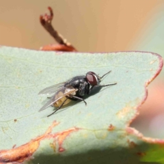 Musca vetustissima (Bush Fly) at Dryandra St Woodland - 11 Jan 2023 by ConBoekel