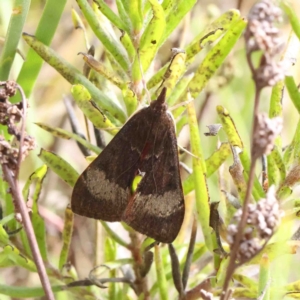 Uresiphita ornithopteralis at O'Connor, ACT - 11 Jan 2023