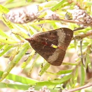 Uresiphita ornithopteralis at O'Connor, ACT - 11 Jan 2023