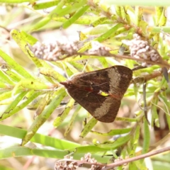 Uresiphita ornithopteralis at O'Connor, ACT - 11 Jan 2023 09:55 AM