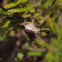 Uresiphita ornithopteralis at O'Connor, ACT - 11 Jan 2023 09:55 AM