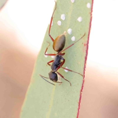 Camponotus suffusus (Golden-tailed sugar ant) at O'Connor, ACT - 11 Jan 2023 by ConBoekel