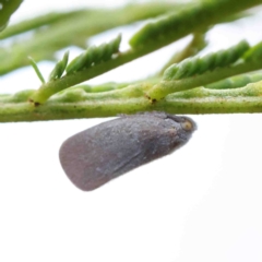 Anzora unicolor (Grey Planthopper) at O'Connor, ACT - 11 Jan 2023 by ConBoekel