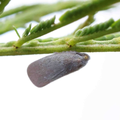 Anzora unicolor (Grey Planthopper) at O'Connor, ACT - 10 Jan 2023 by ConBoekel