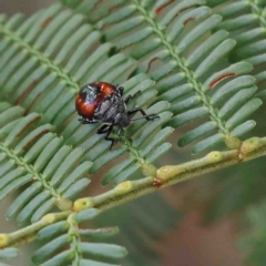 Oechalia schellenbergii (Spined Predatory Shield Bug) at O'Connor, ACT - 11 Jan 2023 by ConBoekel