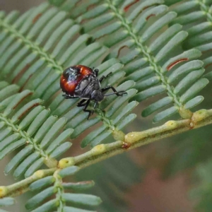 Oechalia schellenbergii at O'Connor, ACT - 11 Jan 2023