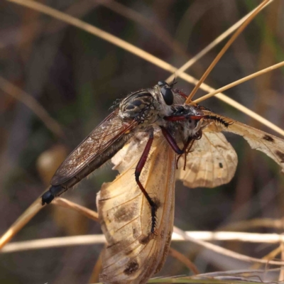 Zosteria sp. (genus) (Common brown robber fly) at O'Connor, ACT - 11 Jan 2023 by ConBoekel