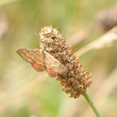 Scopula rubraria (Reddish Wave, Plantain Moth) at O'Connor, ACT - 10 Jan 2023 by ConBoekel