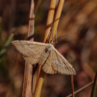 Scopula rubraria (Reddish Wave, Plantain Moth) at O'Connor, ACT - 11 Jan 2023 by ConBoekel