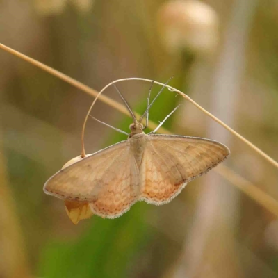 Scopula rubraria (Reddish Wave, Plantain Moth) at O'Connor, ACT - 10 Jan 2023 by ConBoekel