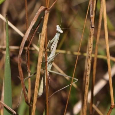 Tenodera australasiae at O'Connor, ACT - 10 Jan 2023 by ConBoekel