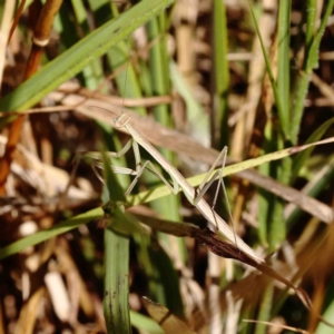 Mantidae (family) adult or nymph at O'Connor, ACT - 11 Jan 2023 10:27 AM