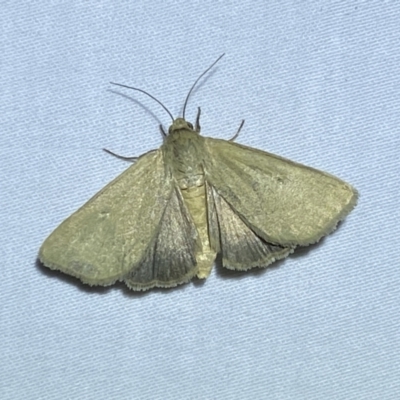 Heliocheilus (genus) (Heliothine moths) at Jerrabomberra, NSW - 15 Jan 2023 by SteveBorkowskis