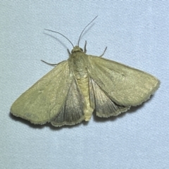 Heliocheilus (genus) at Jerrabomberra, NSW - 15 Jan 2023