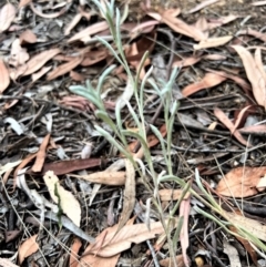 Pseudognaphalium luteoalbum (Jersey Cudweed) at Higgins, ACT - 17 Jan 2023 by Untidy