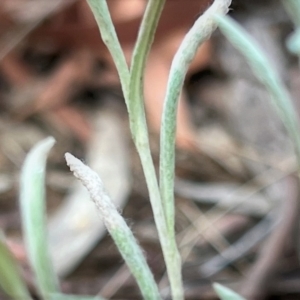 Pseudognaphalium luteoalbum at Higgins, ACT - 17 Jan 2023