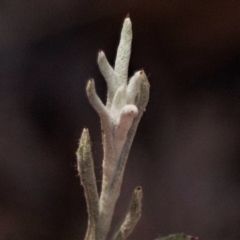 Pseudognaphalium luteoalbum at Higgins, ACT - 17 Jan 2023