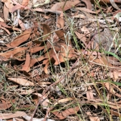 Pseudognaphalium luteoalbum at Higgins, ACT - 17 Jan 2023