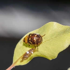 Paropsis pictipennis at Jerrabomberra, NSW - 12 Jan 2023