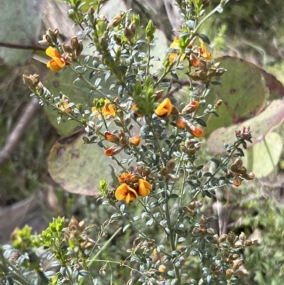 Mirbelia oxylobioides (Mountain Mirbelia) at Booth, ACT - 19 Nov 2022 by JimL