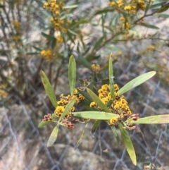 Daviesia mimosoides (Bitter Pea) at Paddys River, ACT - 29 Oct 2022 by JimL